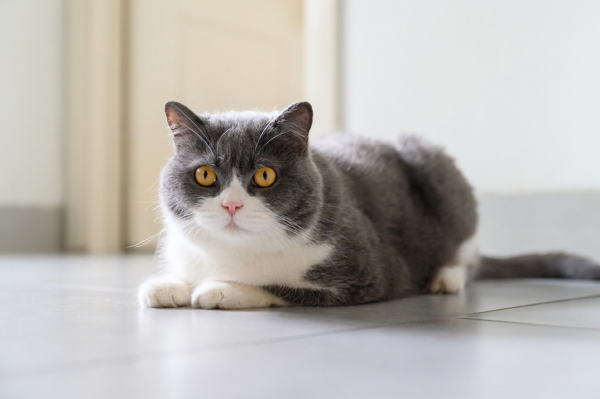 猫咪生完小猫后吃什么补身体