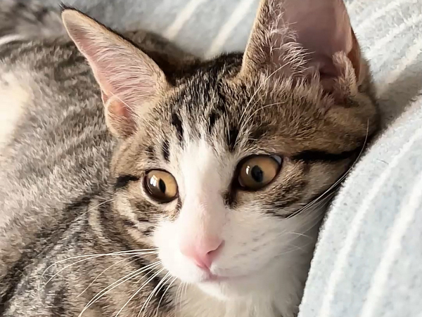猫能吃糖吗？有什么好处和坏处？