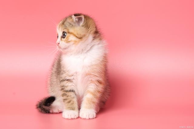 猫咪禁忌食物，有什么技巧和注意事项？