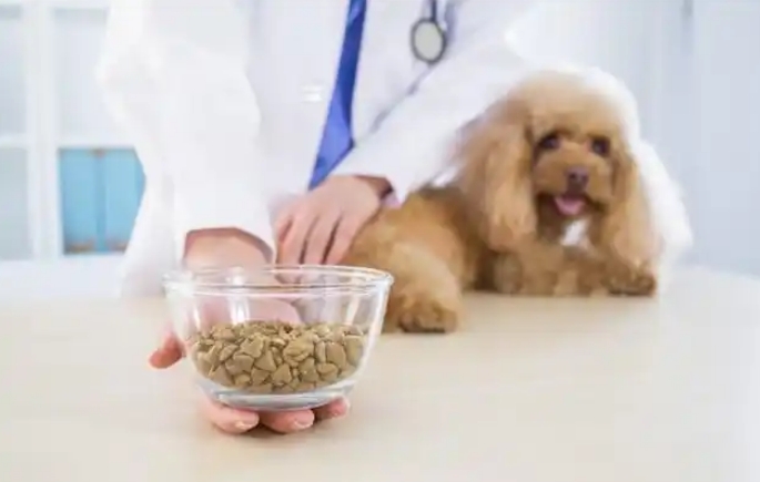 挑选狗粮注意事项：这些重点别忽视了！
